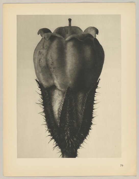 The image displays a detailed, textured plant structure, possibly a seed pod or fruit, in grayscale. The plant occupies the center against a light gray background, showcasing its intricate surface details and shape. A white border surrounds the object.
