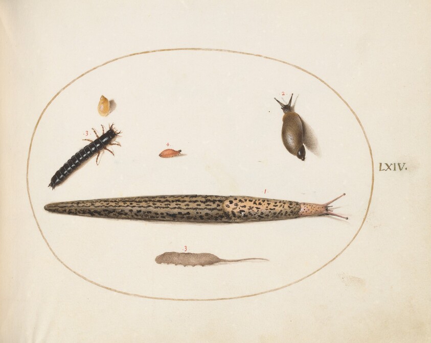 Plate 64: Leopard Slug, Ground Beetle Larva, a Rat-tailed Maggot, and Other Creatures