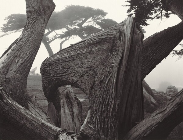 Cypress and Fog, Pebble Beach, California
