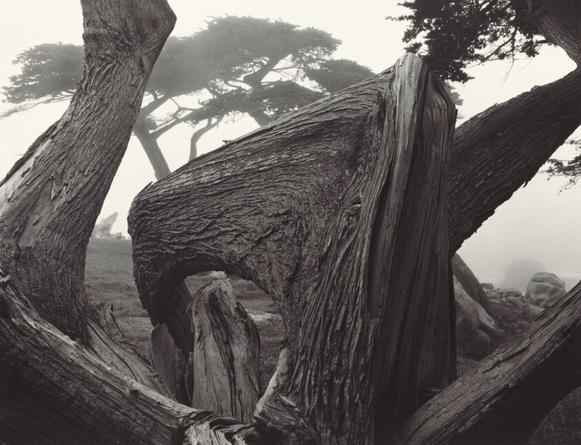 Cypress and Fog, Pebble Beach, California