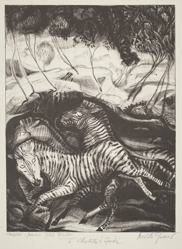 Zebras: Nature's Wild Freedom