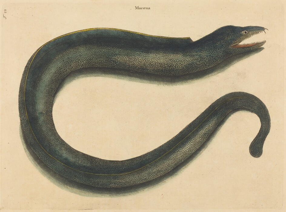This is a painting of an eel. It shows a detailed representation of an eel-like fish with a long, slender body, textured scales, an open mouth with sharp teeth, and an eye looking forward. The color palette is predominantly dark green with subtle yellow undertones. The eel's body curves elegantly against a neutral background, in a style reminiscent of natural history artwork, often used in scientific studies, similar to 18th-century naturalist illustrations.