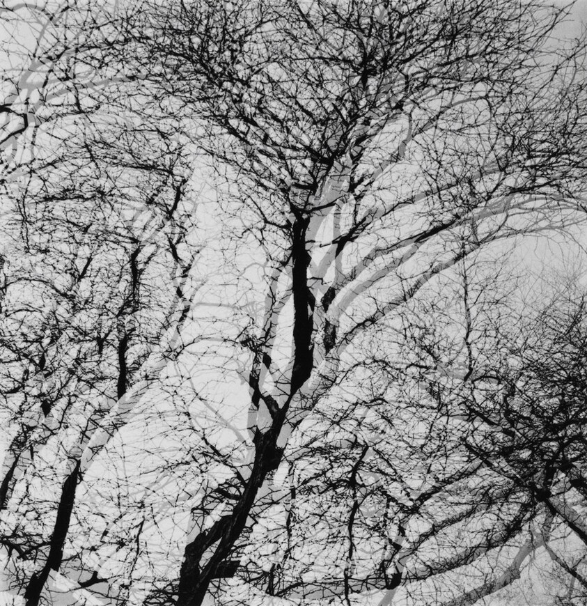Multiple Exposure Tree, Chicago