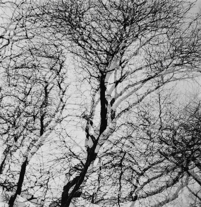 The image displays a series of spindly lines and branched shapes against a light background. The composition features overlapping branches creating a web-like pattern, giving the impression of dense, intertwined silhouettes. The dark lines and curves form intricate twigs and branches, resembling a natural tapestry.