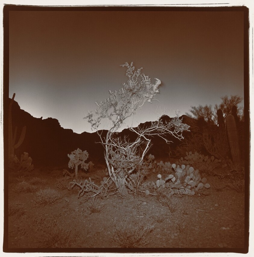 Untitled (Burning Bush #2, Arizona)