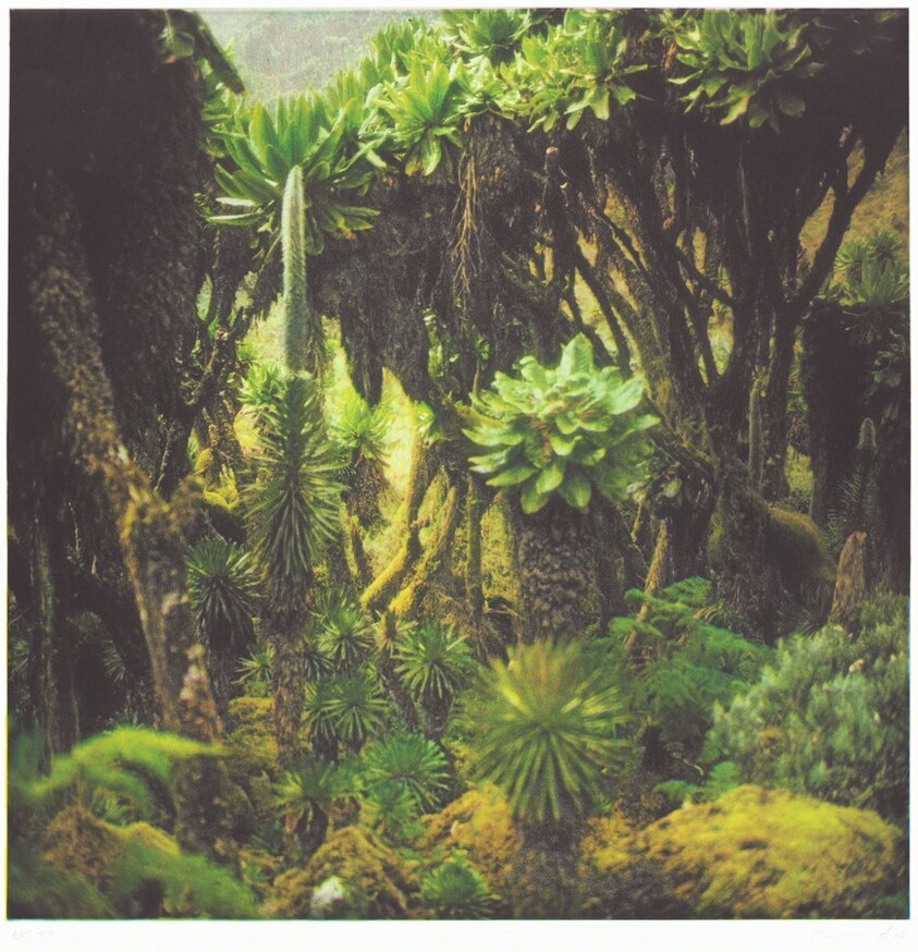 Fullmoon@Rwenzori: Mountains of the Moon