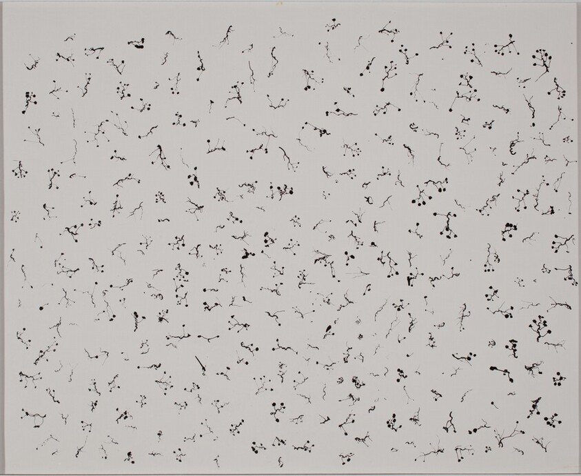 Ivy Tentacles on Glass, Chicago