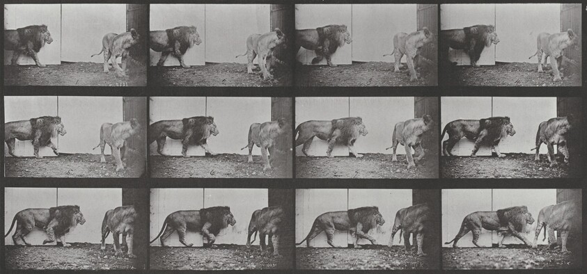 Plate Number 726. Lion and lioness walking