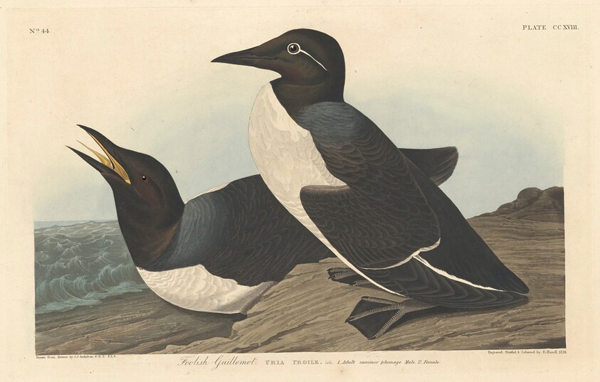 Foolish Guillemot