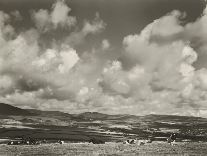 Landscape with Cows and Clouds