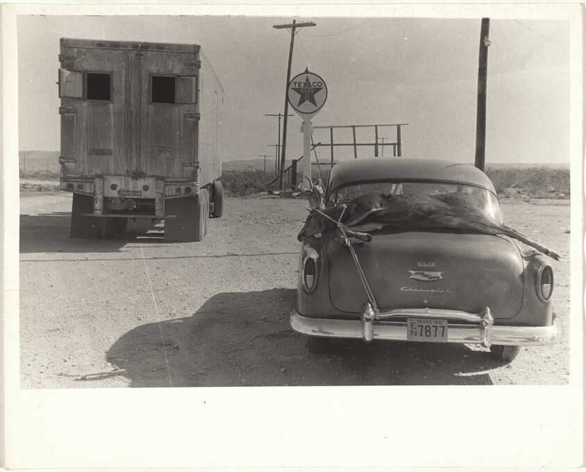 Deer tied to automobile -- Houston, Texas