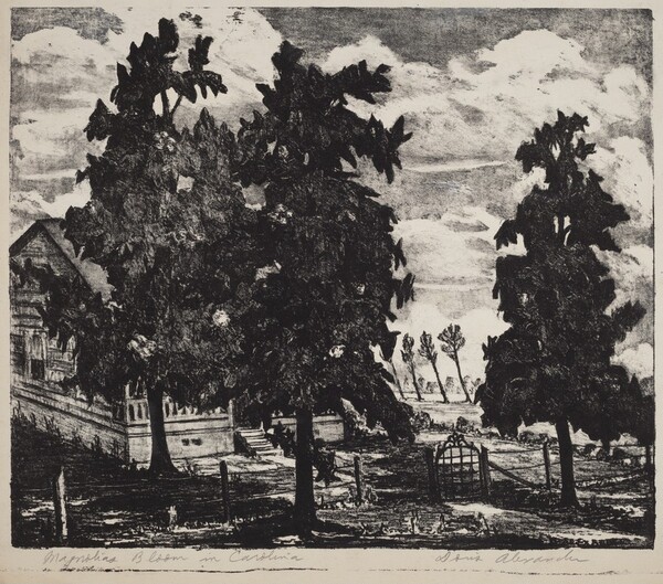 Magnolias Bloom In Carolina