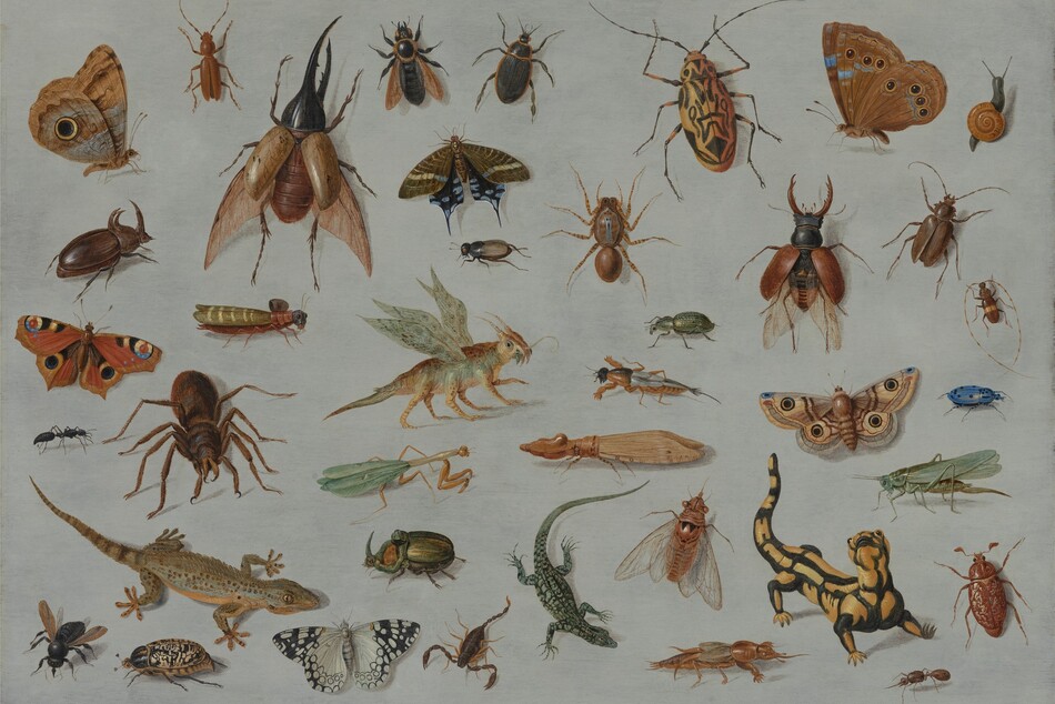 Jan van Kessel the Elder, Study of Insects and Reptiles [center], c. 1660, oil on copper, Oak Spring Garden Foundation, Upperville, VA
