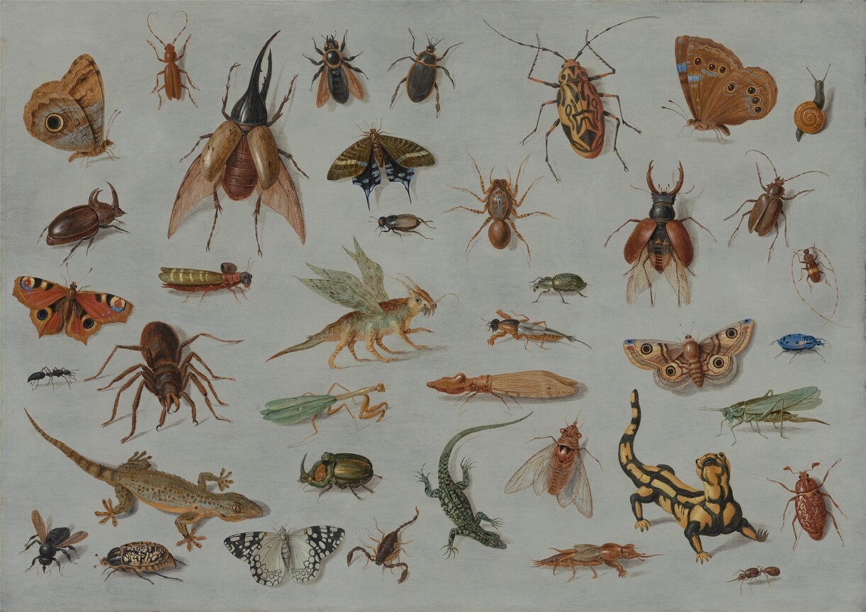 Jan van Kessel the Elder, Study of Insects and Reptiles [center], c. 1660, oil on copper, Oak Spring Garden Foundation, Upperville, VA