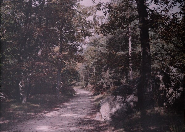Road in Woods