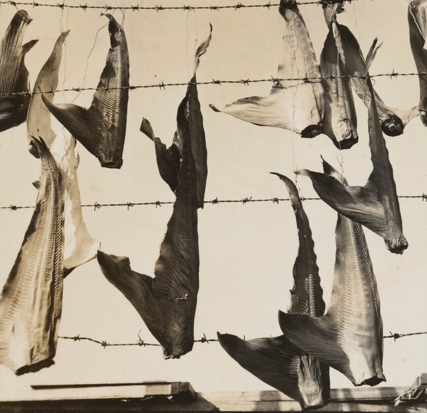 Shark Fins [variant II]