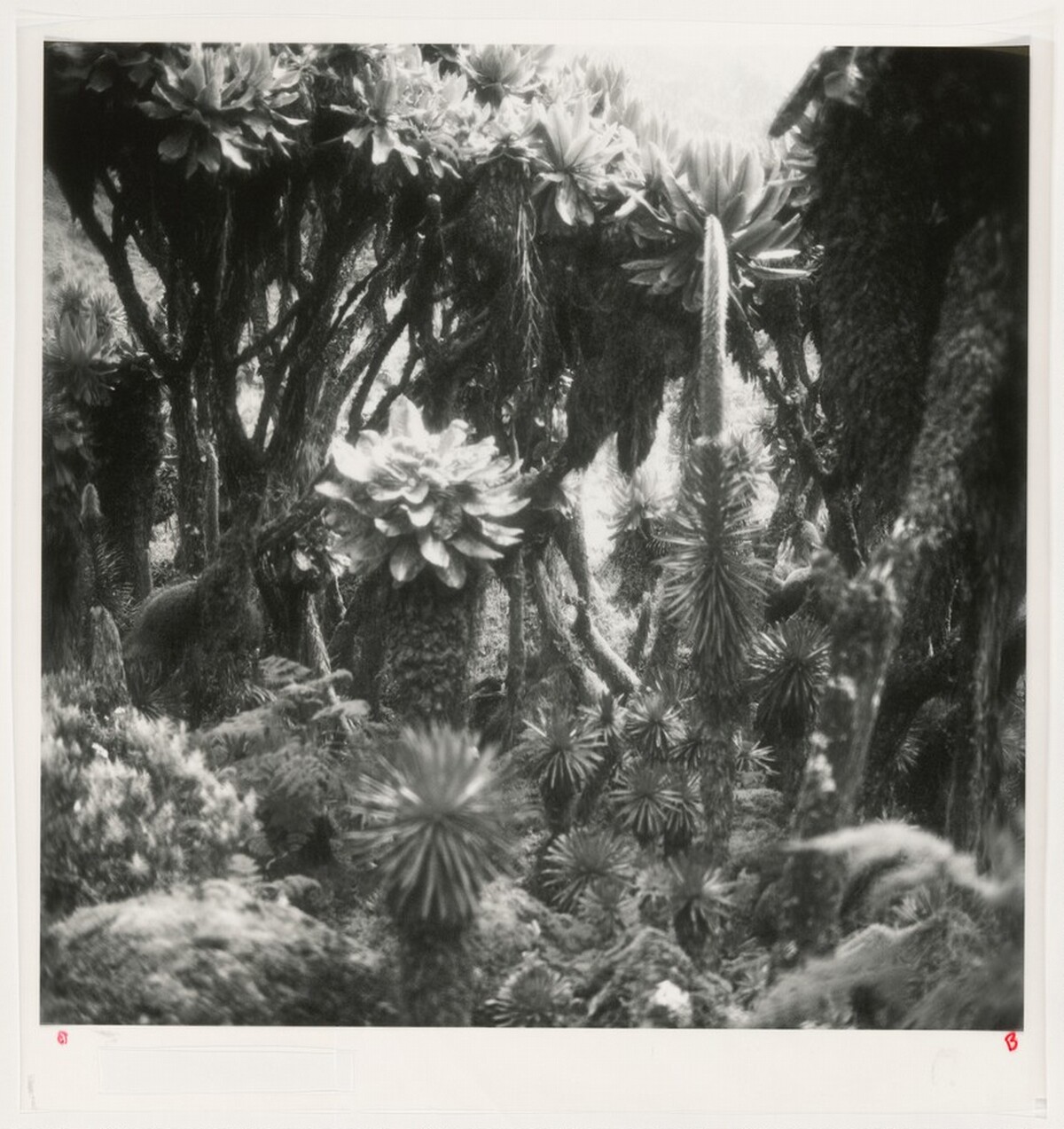 Fullmoon@Rwenzori: Mountains of the Moon