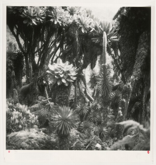 Fullmoon@Rwenzori: Mountains of the Moon