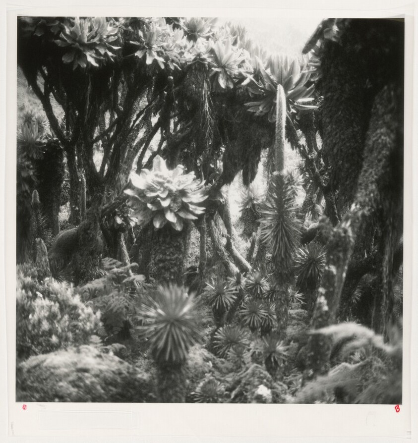 Fullmoon@Rwenzori: Mountains of the Moon