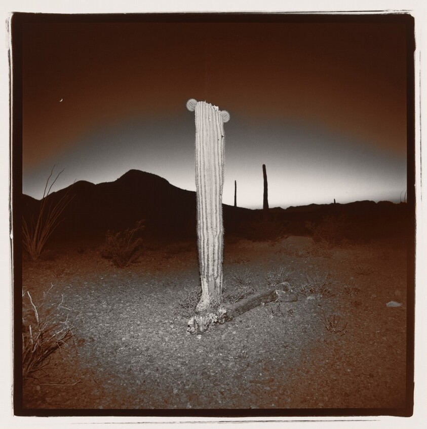 Untitled (Saguaro #3)