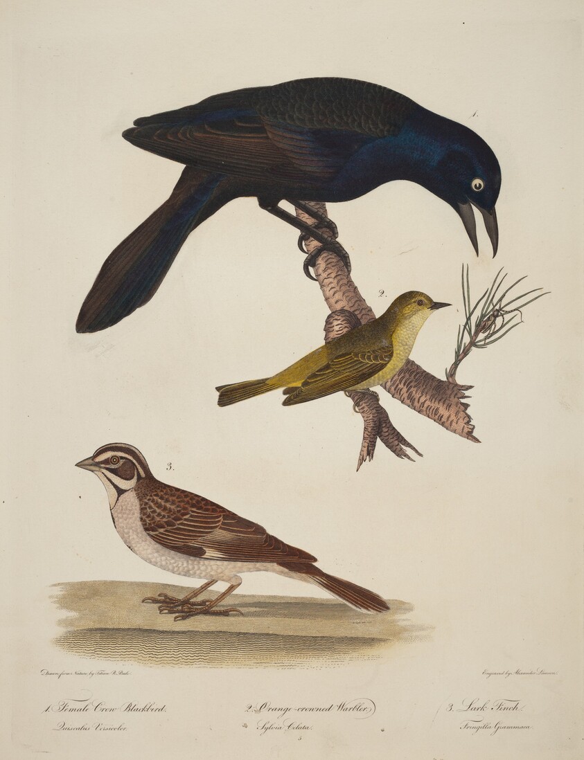 Female Crow Blackbird, Orange-Crowned Warbler, Lark Finch