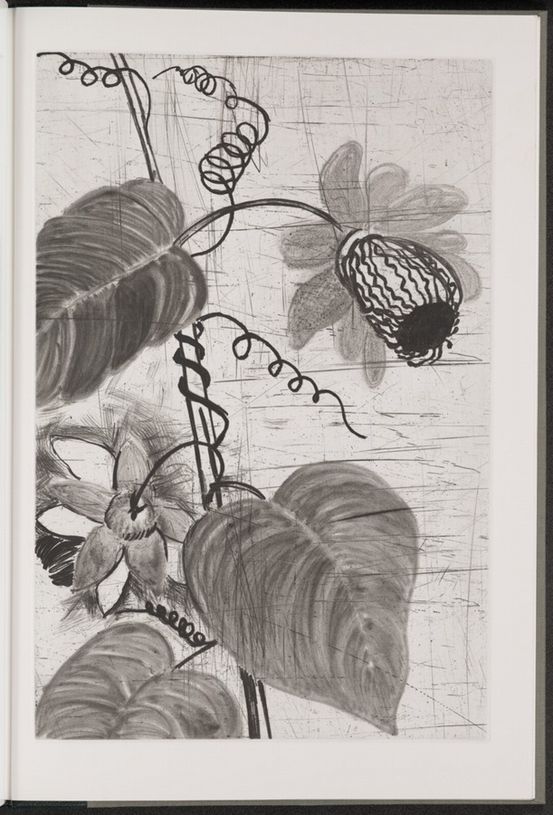 Winged Passionflower, Jim Dine, 1984