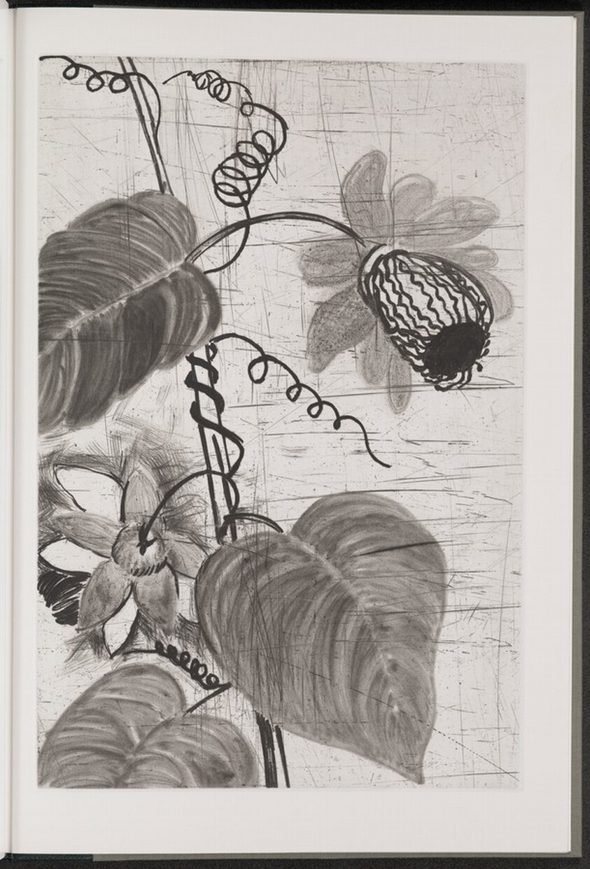 Winged Passionflower