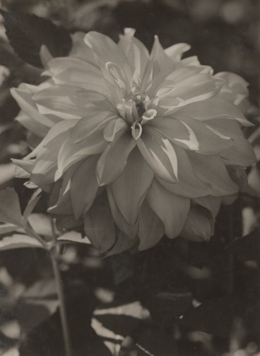 Dahlien Blüte (Dahlia Bloom)