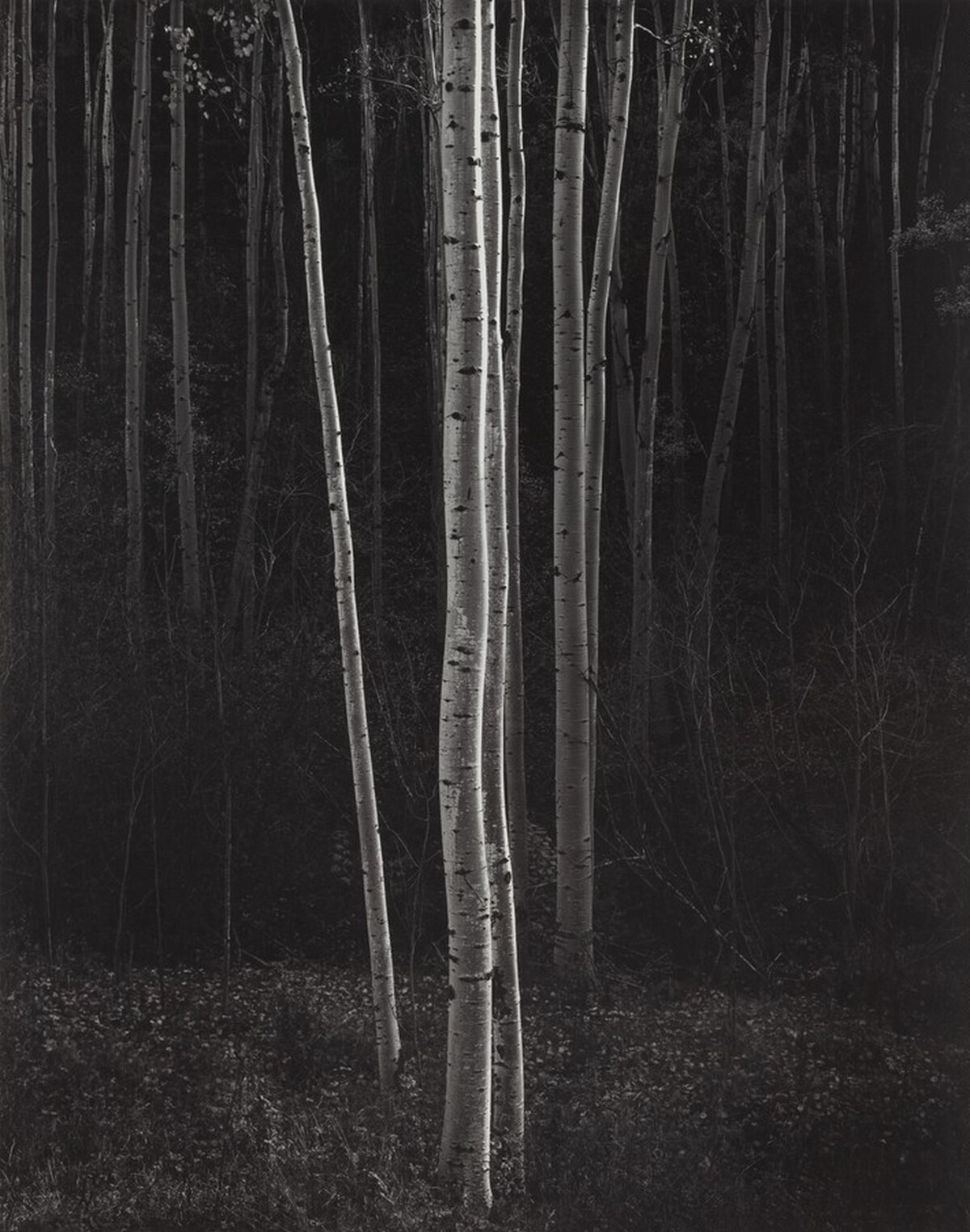 Aspens, Northern New Mexico