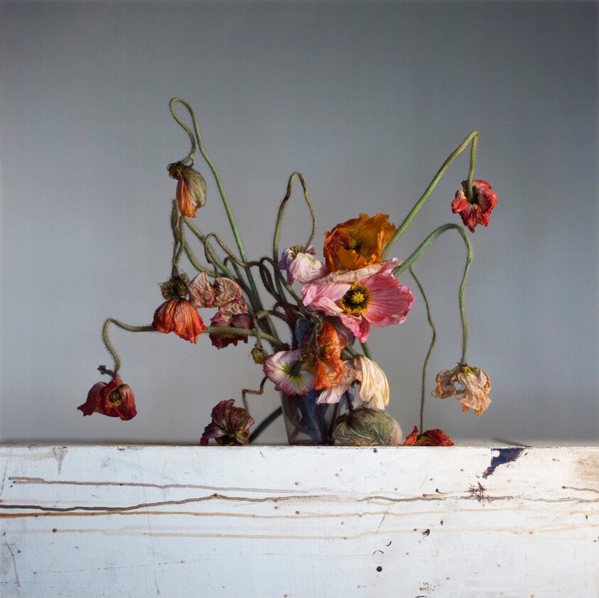 Live and dead poppies