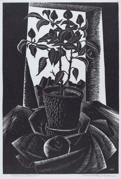 Pepper Plant