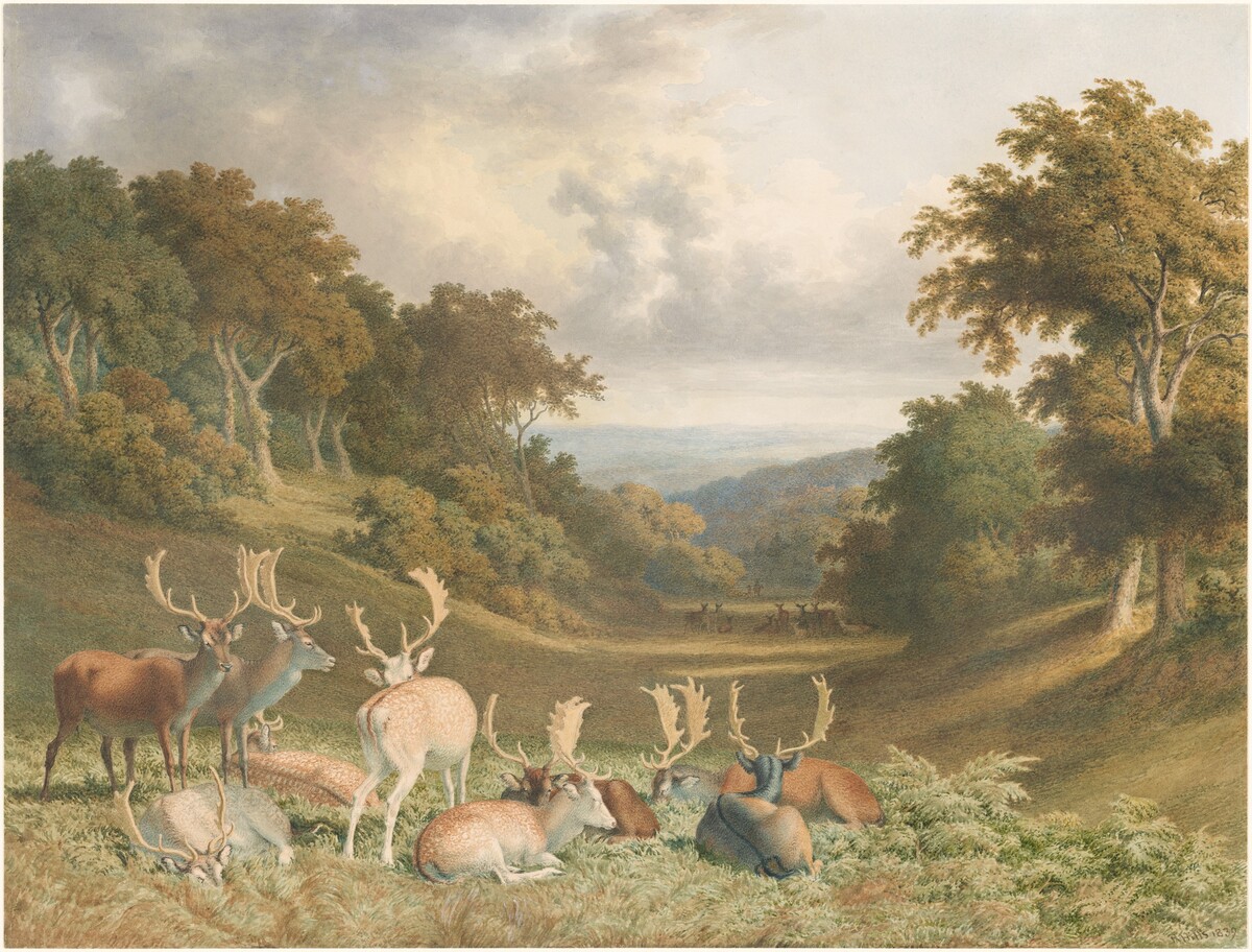 Stags in Knole Park, Kent