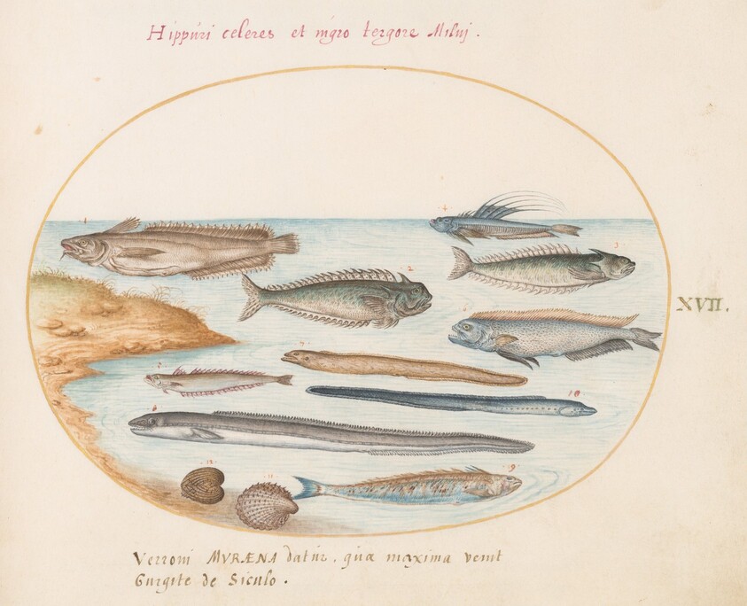 Plate 17: A Cod, Weever Fish, Eels, and Other Fish