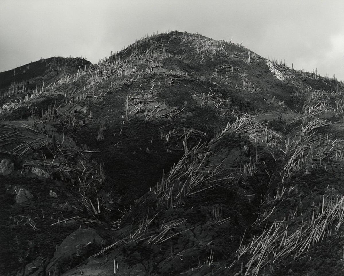 Aerial View: Blowdown and New Growth near Norway Pass, 9 Miles NE of Mount St. Helens, Washington