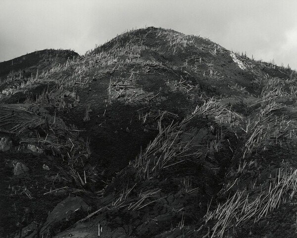 Aerial View: Blowdown and New Growth near Norway Pass, 9 Miles NE of Mount St. Helens, Washington