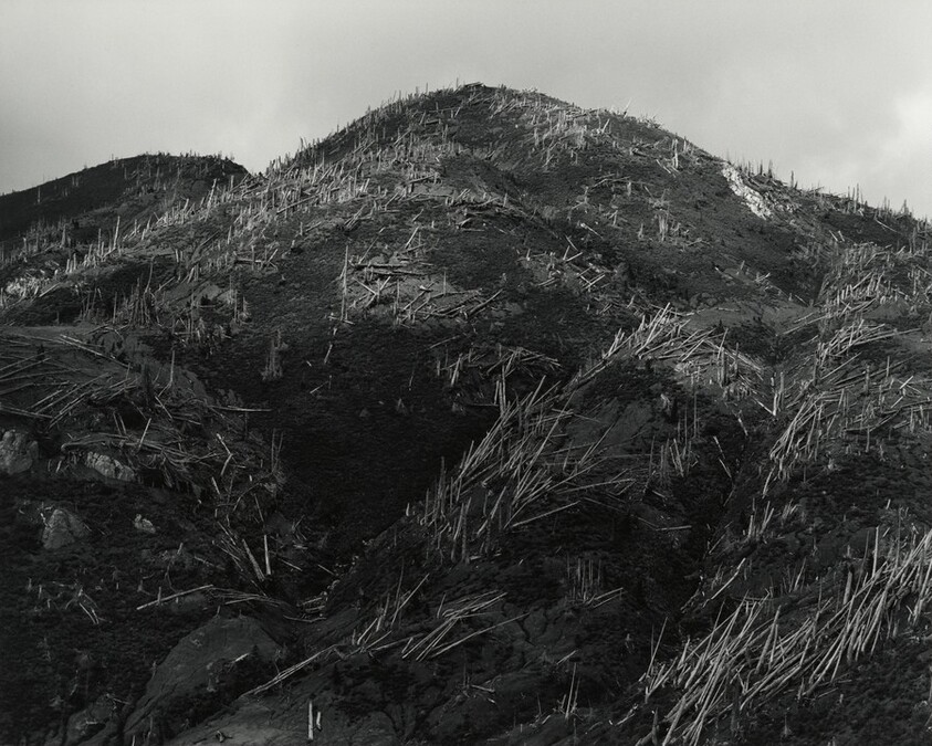 Aerial View: Blowdown and New Growth near Norway Pass, 9 Miles NE of Mount St. Helens, Washington