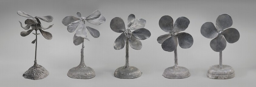 Metamorphosis of a Plant into a Fan