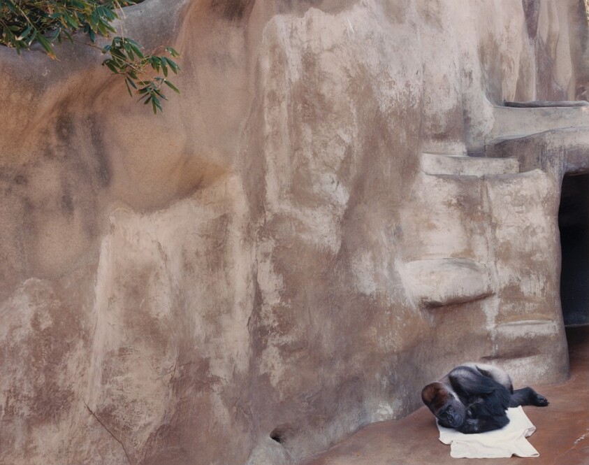 Lowland Gorilla, San Diego Zoo