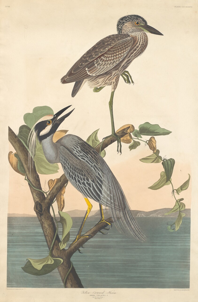 Yellow-crowned Heron