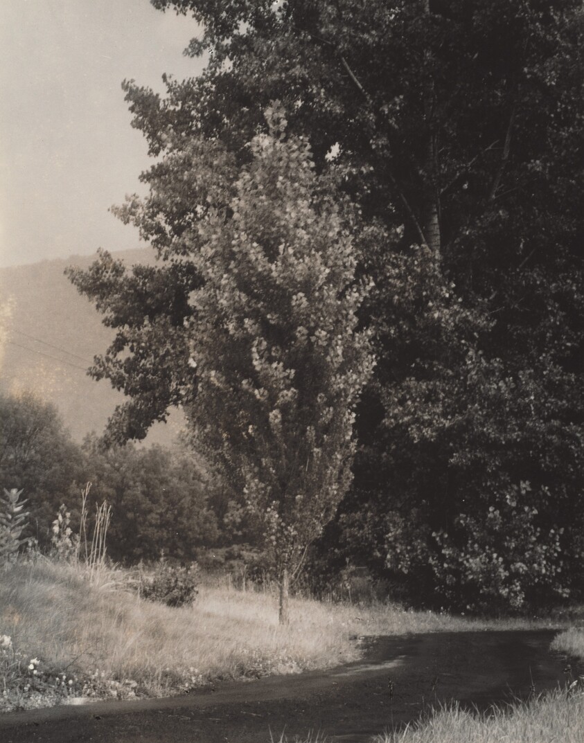 Poplar—Lake George