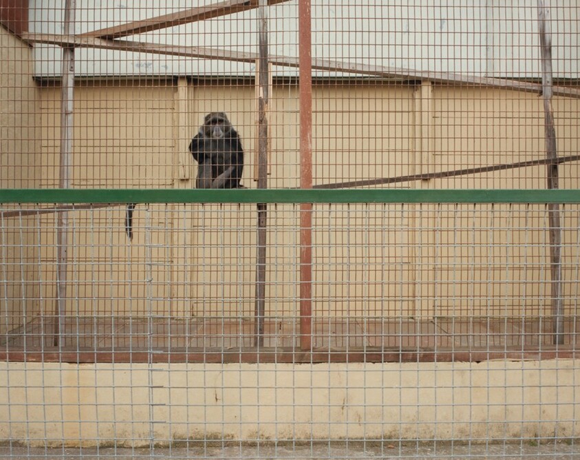 Sykes Monkey, Southport, England