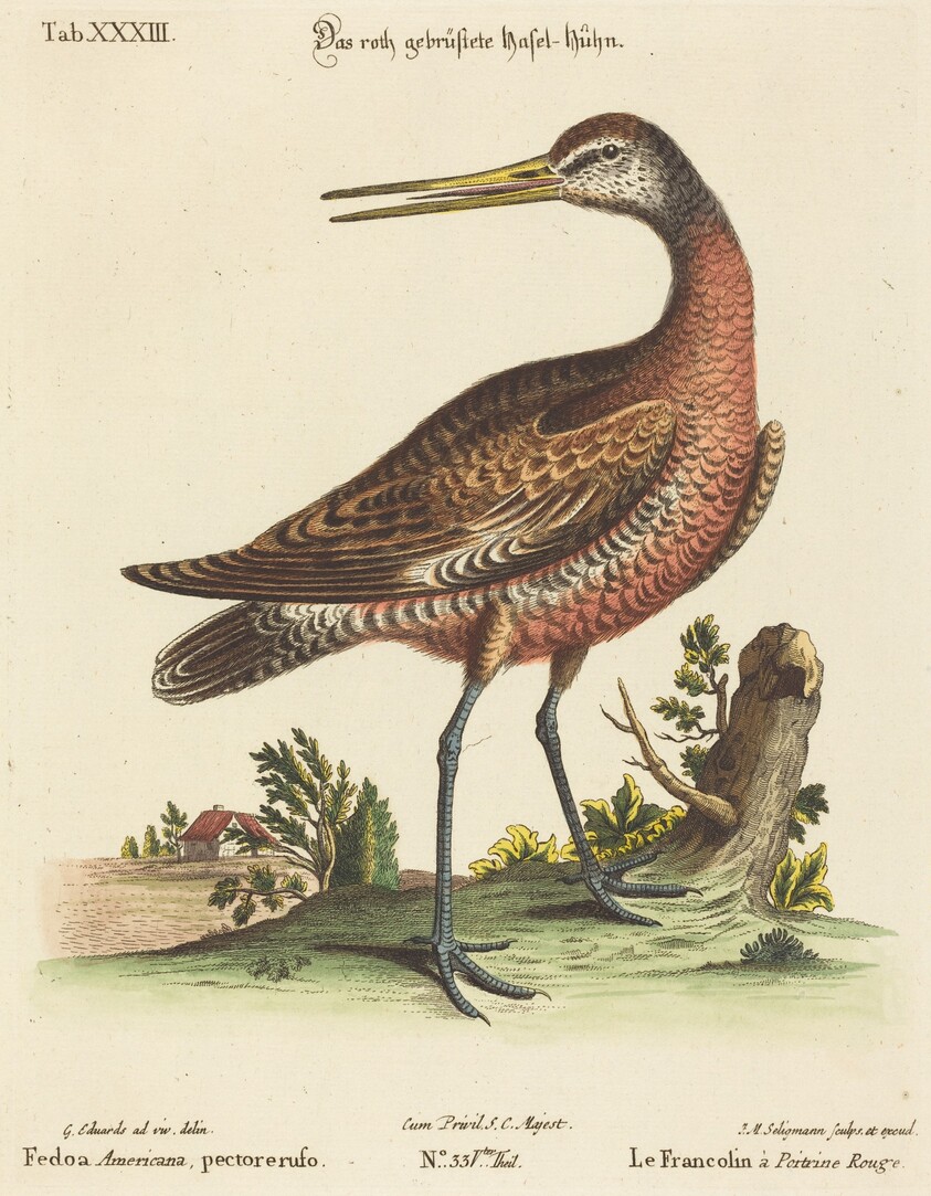 Fedoa Americana, pectore ruso