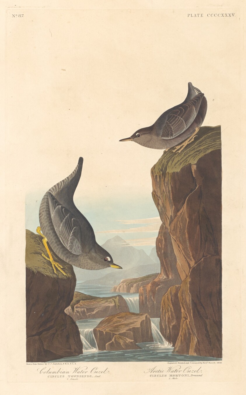 Columbian Water Ouzel and Arctic Water Ouzel