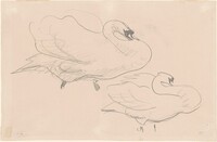 Studies of a Swan, John Singer Sargent, 1880-1900