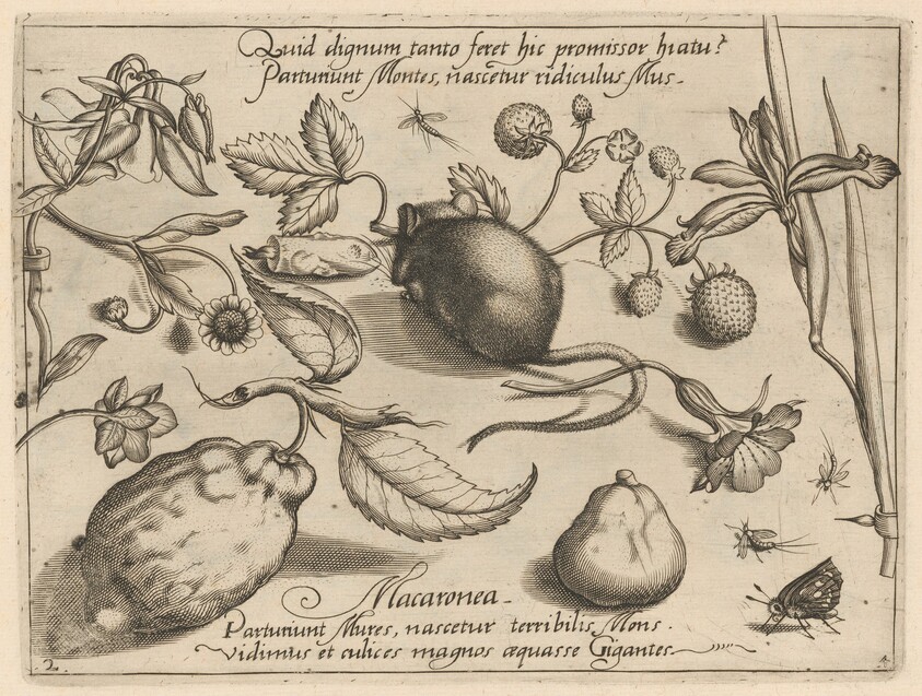 Archetypa studiaque patris Georgii Hoefnagelii [Part 4, Plate 2]