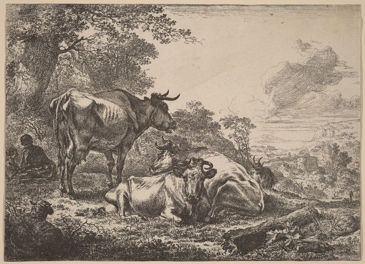 Resting Cows
