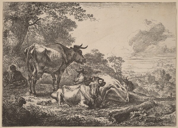 Resting Cows