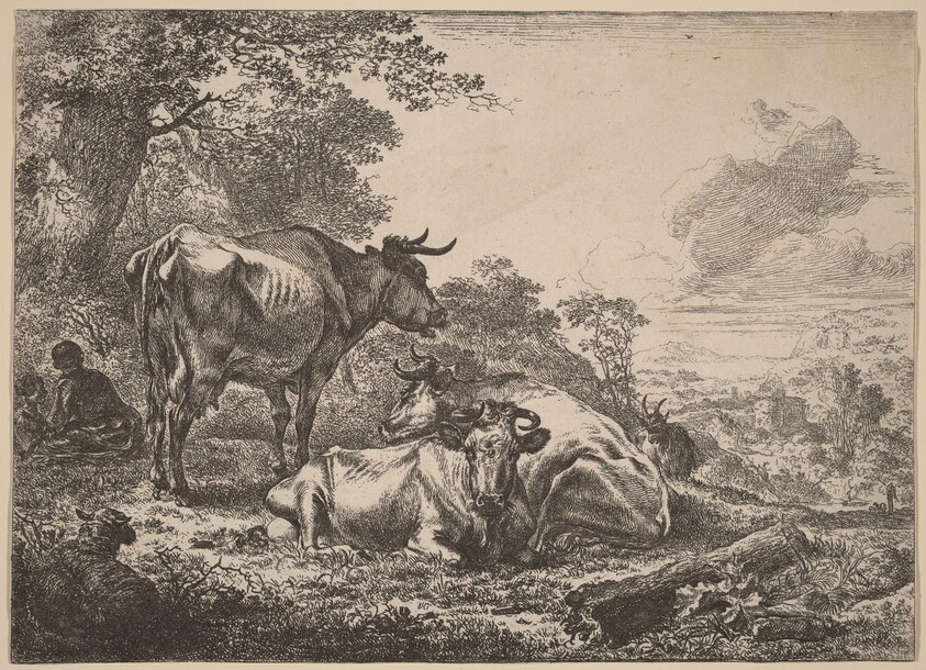 Resting Cows