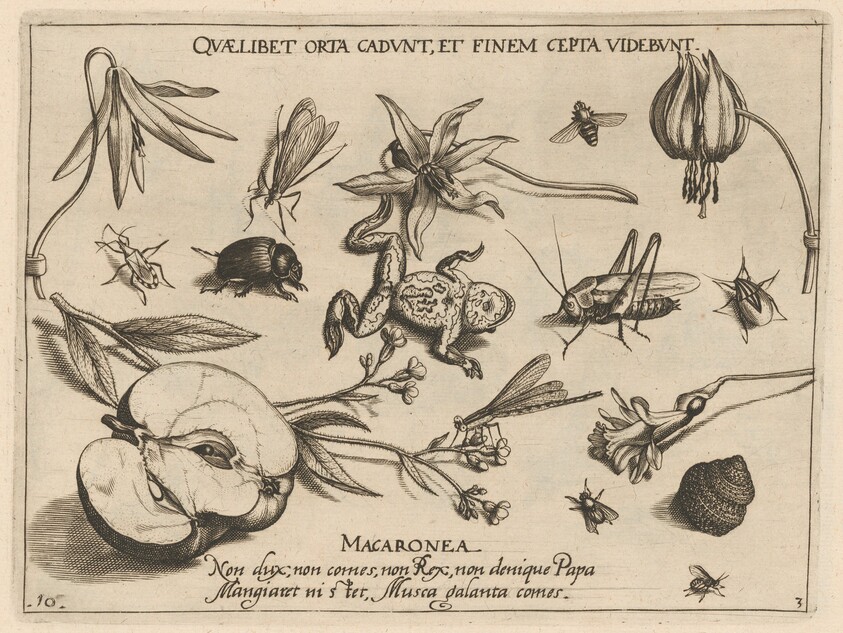 Archetypa studiaque patris Georgii Hoefnagelii [Part 3, Plate 10]