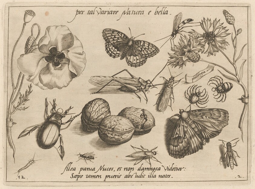 Archetypa studiaque patris Georgii Hoefnagelii [Part 2, Plate 12]